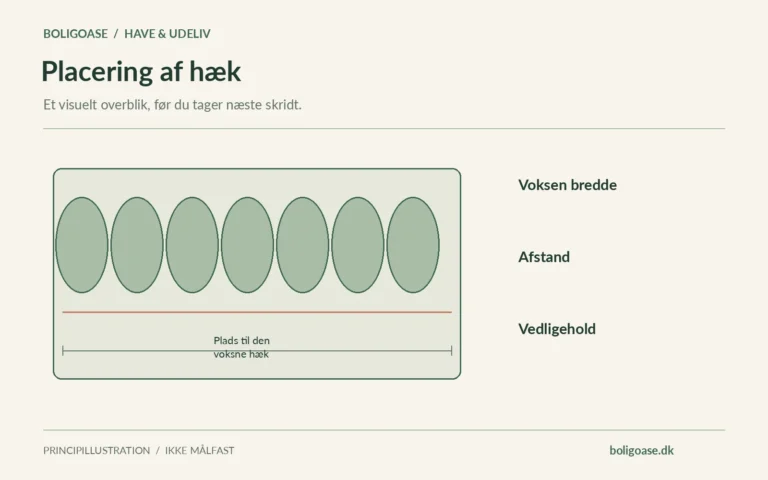 Hækplan set ovenfra med en sammenhængende planterække, bredde og fri vedligeholdelsesstribe.